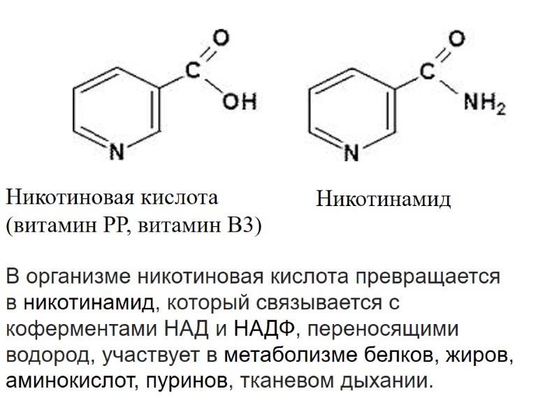 Никотиновая кислота  (витамин РР, витамин В3)   Никотинамид   В организме